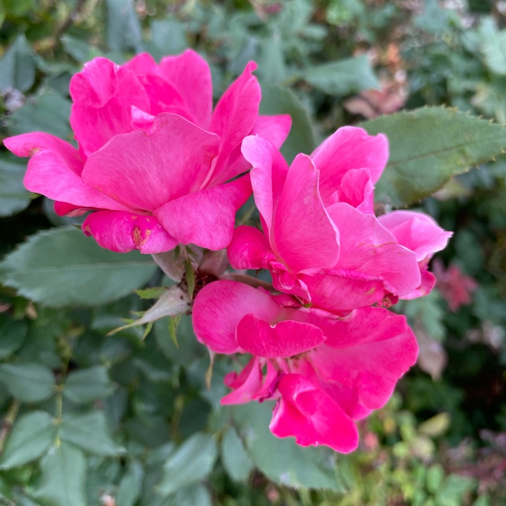 Meet your Posher, Just another human